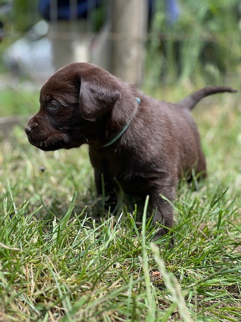 Du domaine de la villatelle - Chiots disponibles - Labrador Retriever
