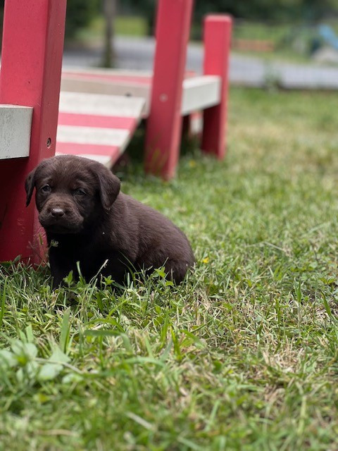 Du domaine de la villatelle - Chiots disponibles - Labrador Retriever