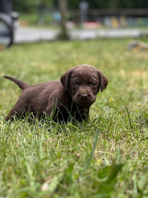 Du domaine de la villatelle - Chiots disponibles - Labrador Retriever
