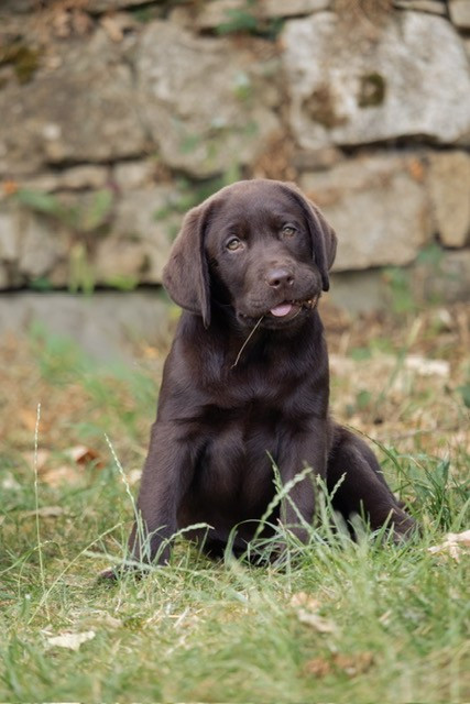 Du domaine de la villatelle - Chiots disponibles - Labrador Retriever