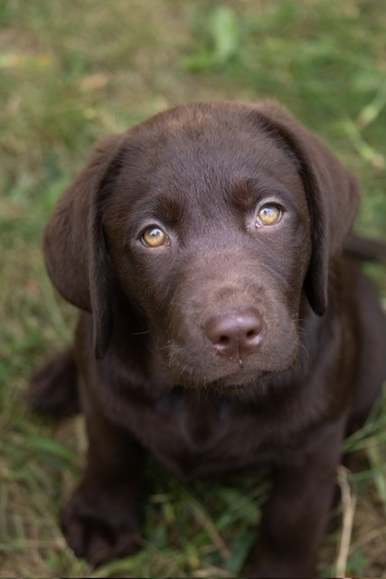 Du domaine de la villatelle - Chiots disponibles - Labrador Retriever