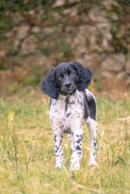 Du domaine de la villatelle - Chiots disponibles - Epagneul Breton