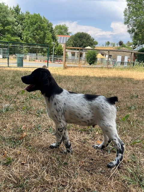 Du domaine de la villatelle - Chiots disponibles - Epagneul Breton