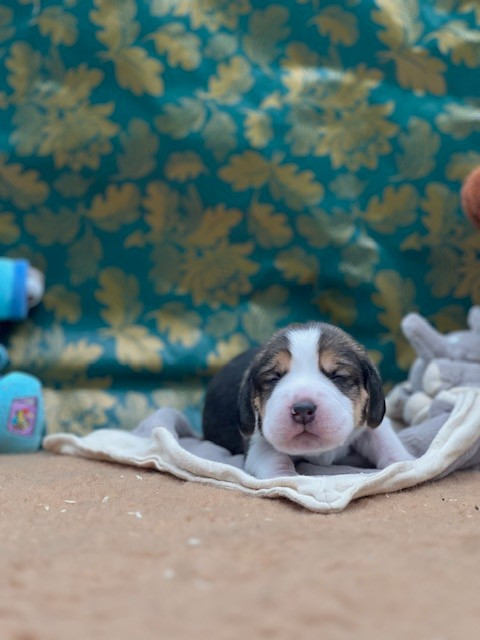 Du domaine de la villatelle - Chiots disponibles - Beagle