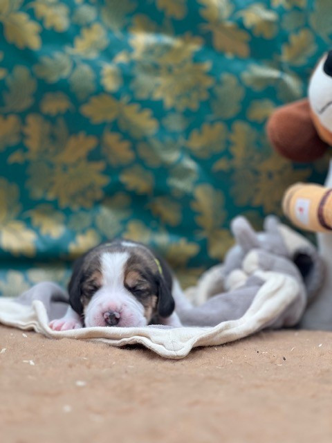 Du domaine de la villatelle - Chiots disponibles - Beagle