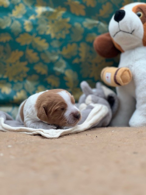 Du domaine de la villatelle - Chiots disponibles - Epagneul Breton