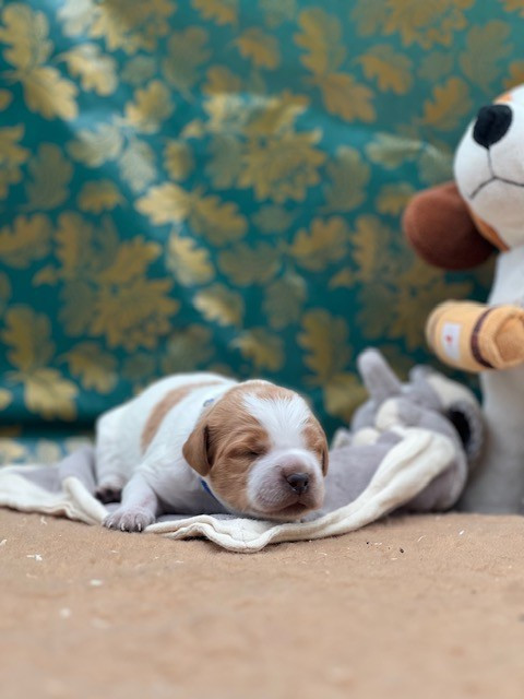 Du domaine de la villatelle - Chiots disponibles - Epagneul Breton