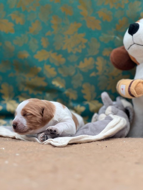 Du domaine de la villatelle - Chiots disponibles - Epagneul Breton
