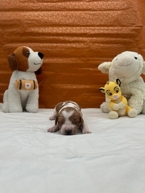Du domaine de la villatelle - Chiots disponibles - Epagneul Breton