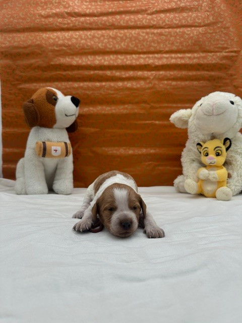 Du domaine de la villatelle - Chiots disponibles - Epagneul Breton