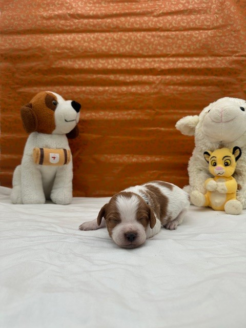 Du domaine de la villatelle - Chiots disponibles - Epagneul Breton