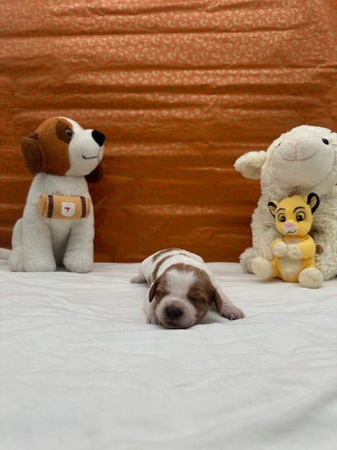 Du domaine de la villatelle - Chiots disponibles - Epagneul Breton