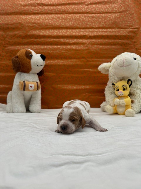 Du domaine de la villatelle - Chiots disponibles - Epagneul Breton