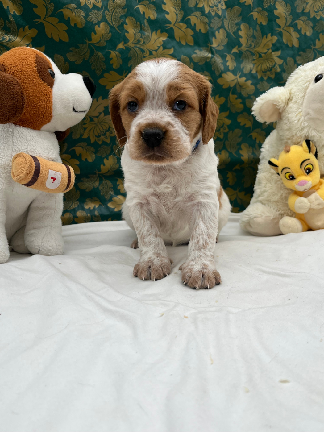 Du domaine de la villatelle - Chiots disponibles - Epagneul Breton