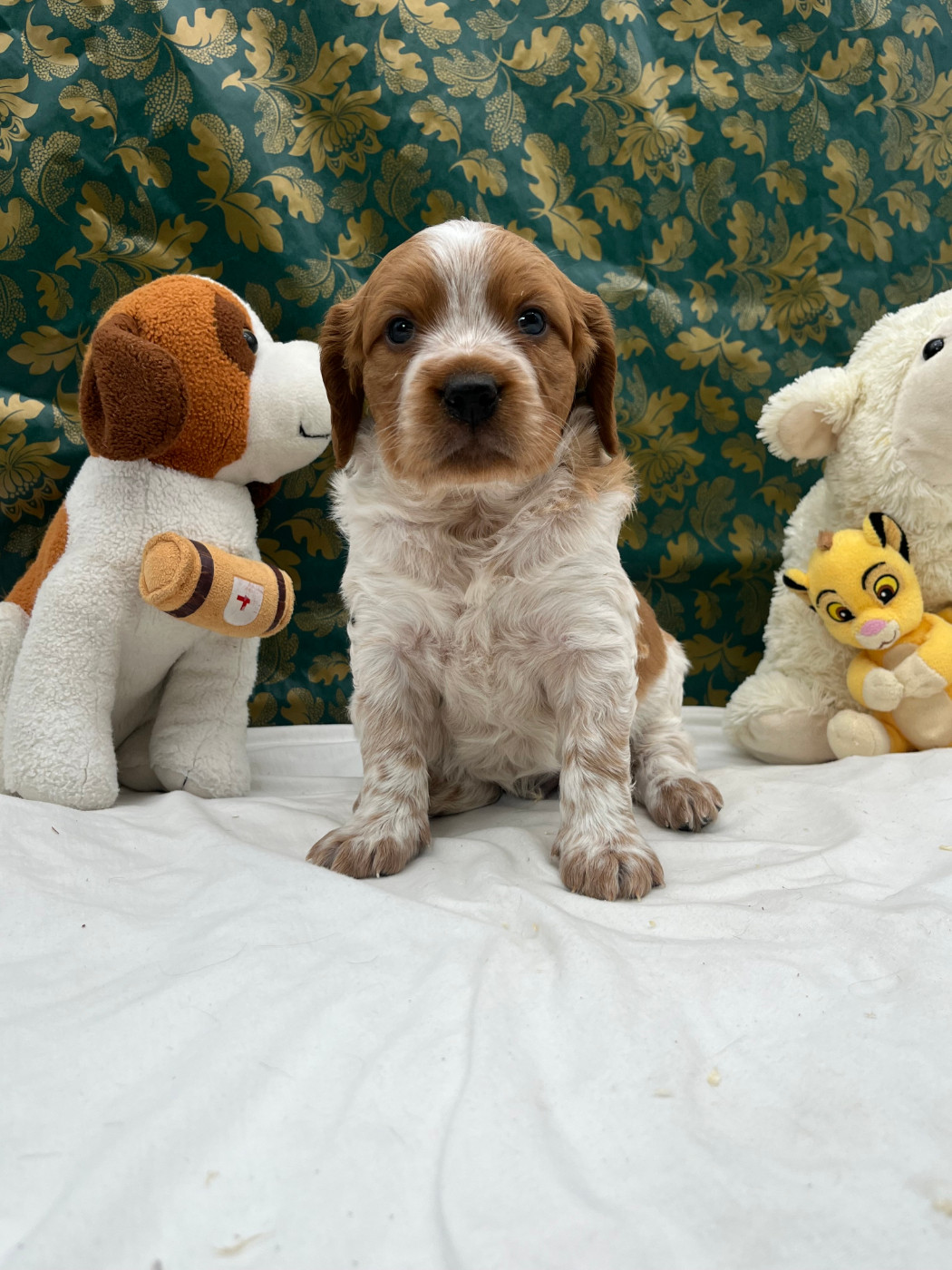 Du domaine de la villatelle - Chiots disponibles - Epagneul Breton