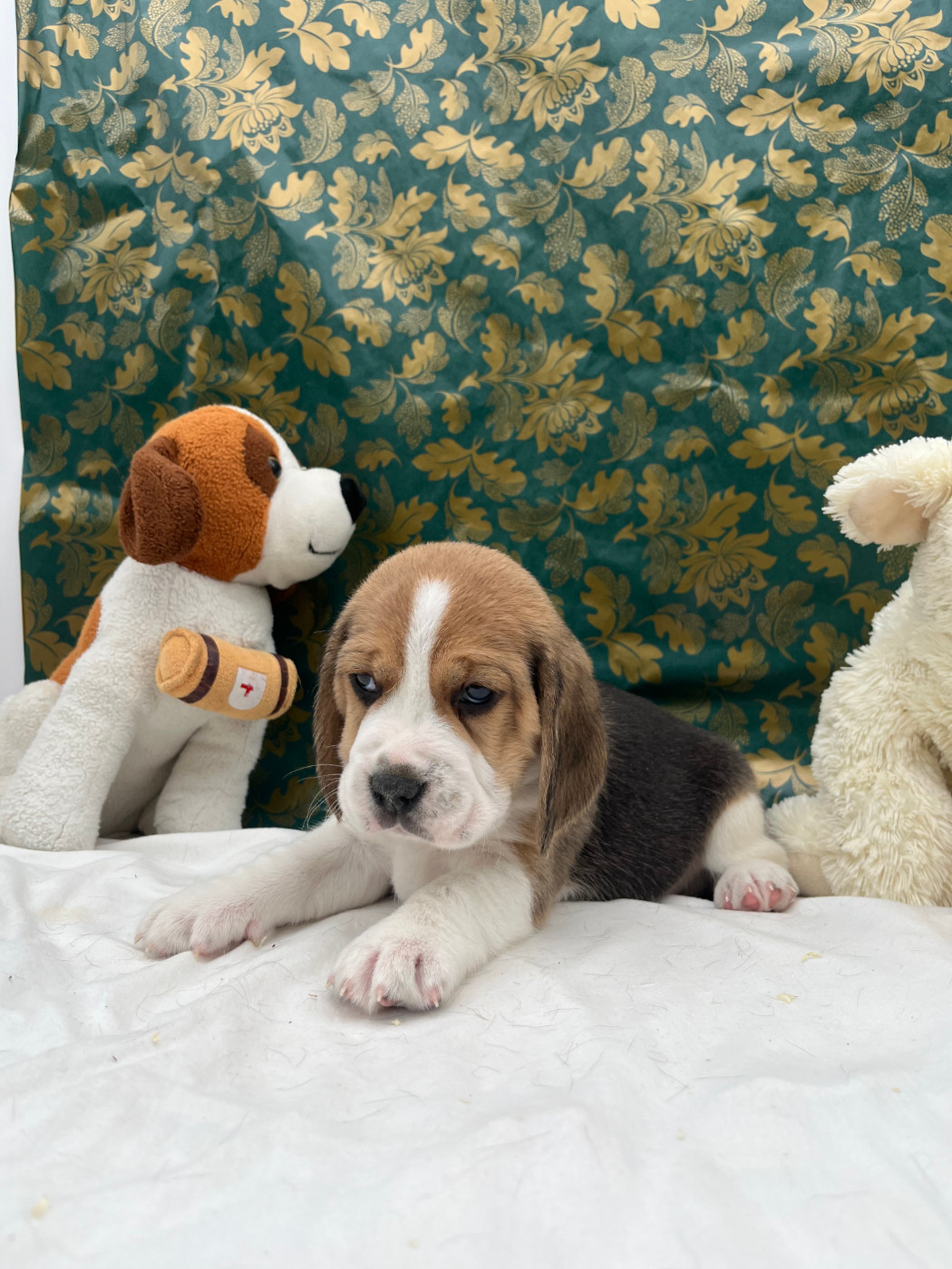 Du domaine de la villatelle - Chiots disponibles - Beagle