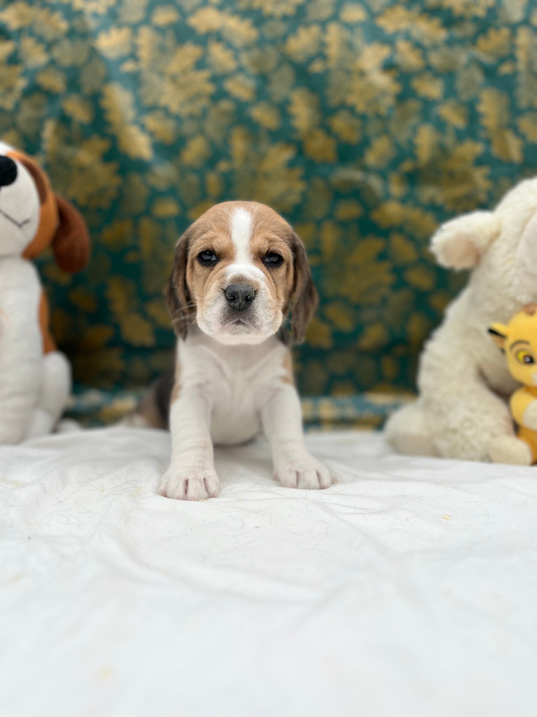 Du domaine de la villatelle - Chiots disponibles - Beagle