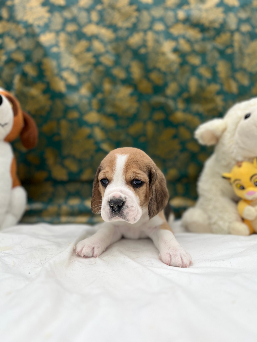 Du domaine de la villatelle - Chiots disponibles - Beagle