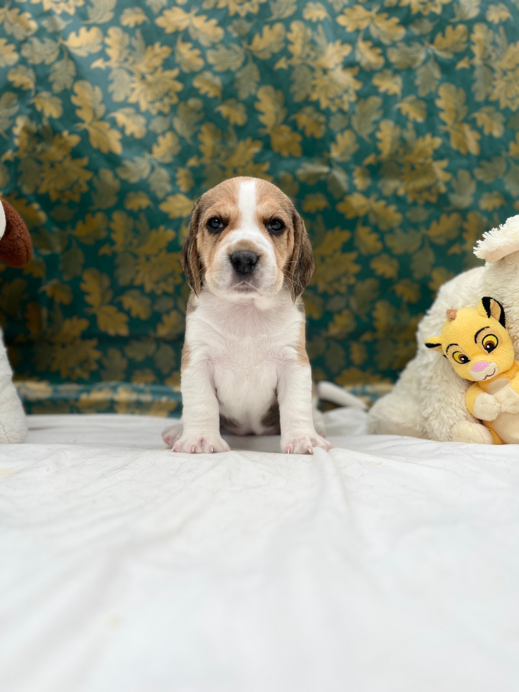 Du domaine de la villatelle - Chiots disponibles - Beagle