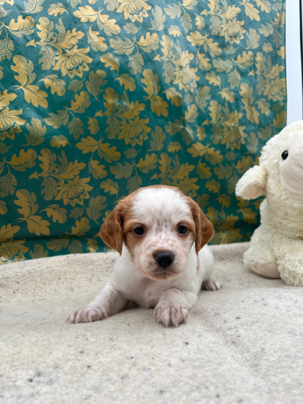Du domaine de la villatelle - Chiots disponibles - Epagneul Breton
