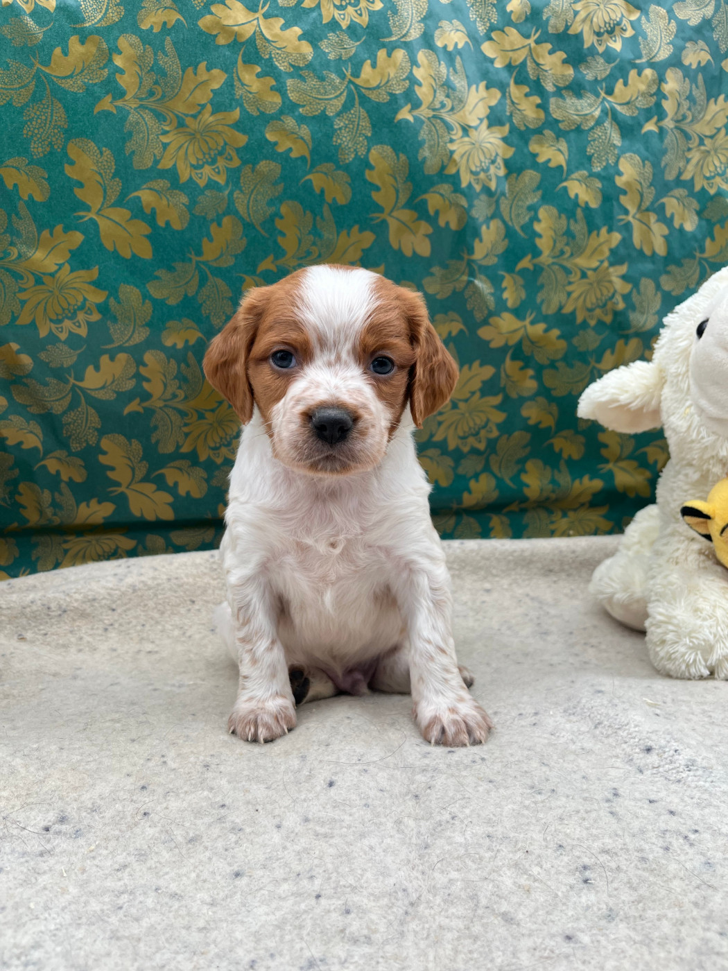 Du domaine de la villatelle - Chiots disponibles - Epagneul Breton