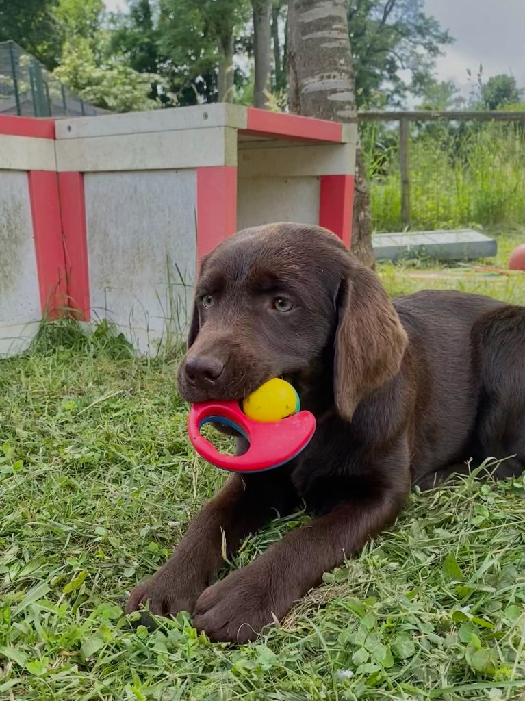 Du domaine de la villatelle - Chiots disponibles - Labrador Retriever