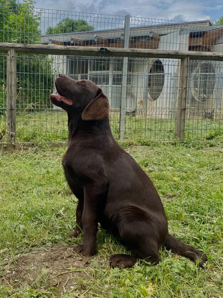 Du domaine de la villatelle - Chiots disponibles - Labrador Retriever