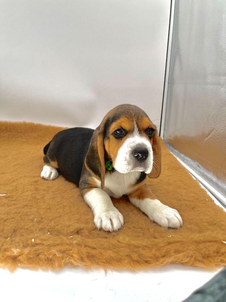 Du domaine de la villatelle - Chiots disponibles - Beagle
