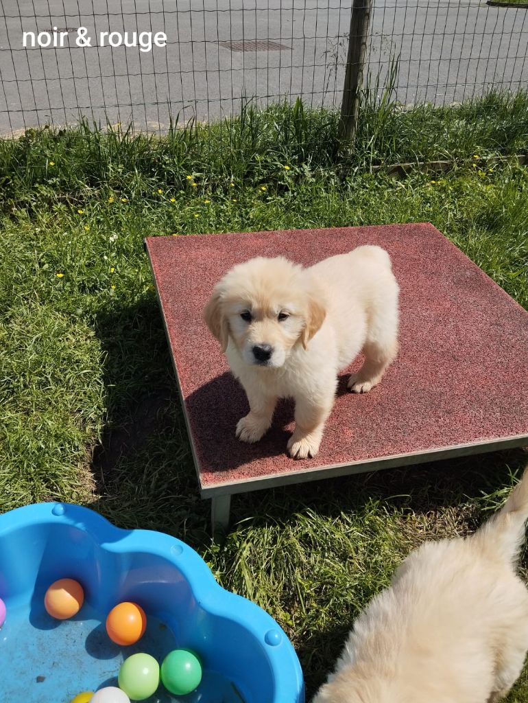 Du domaine de la villatelle - Chiots disponibles - Golden Retriever