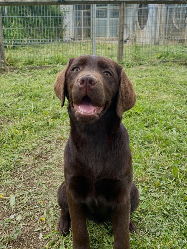 Du domaine de la villatelle - Chiots disponibles - Labrador Retriever