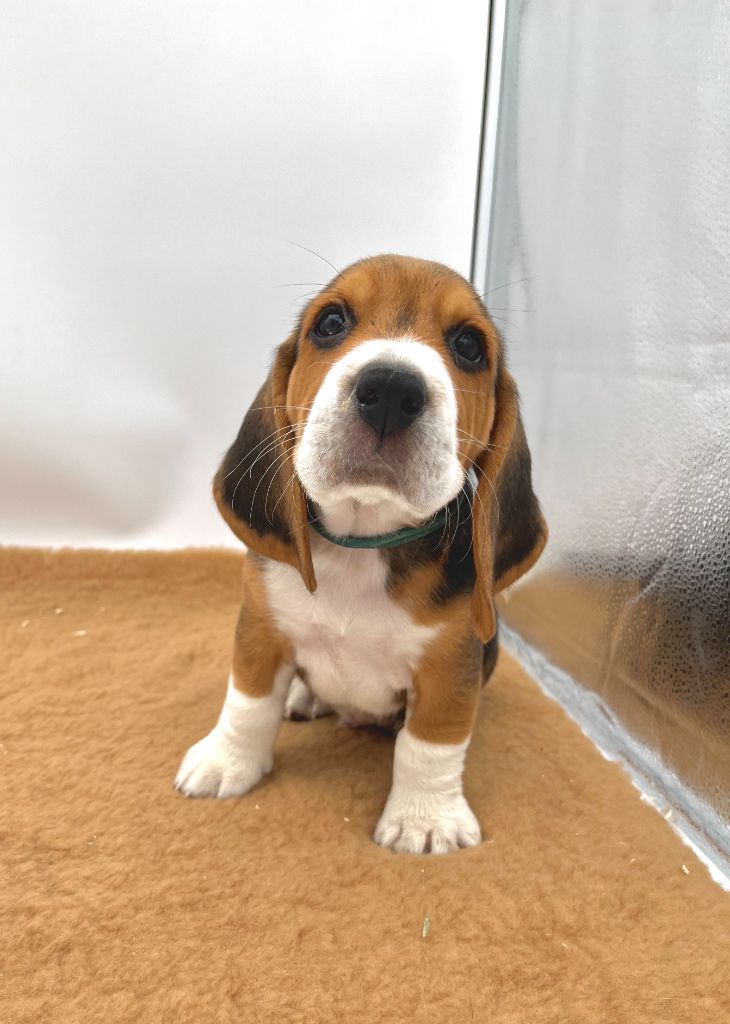 Du domaine de la villatelle - Chiots disponibles - Beagle