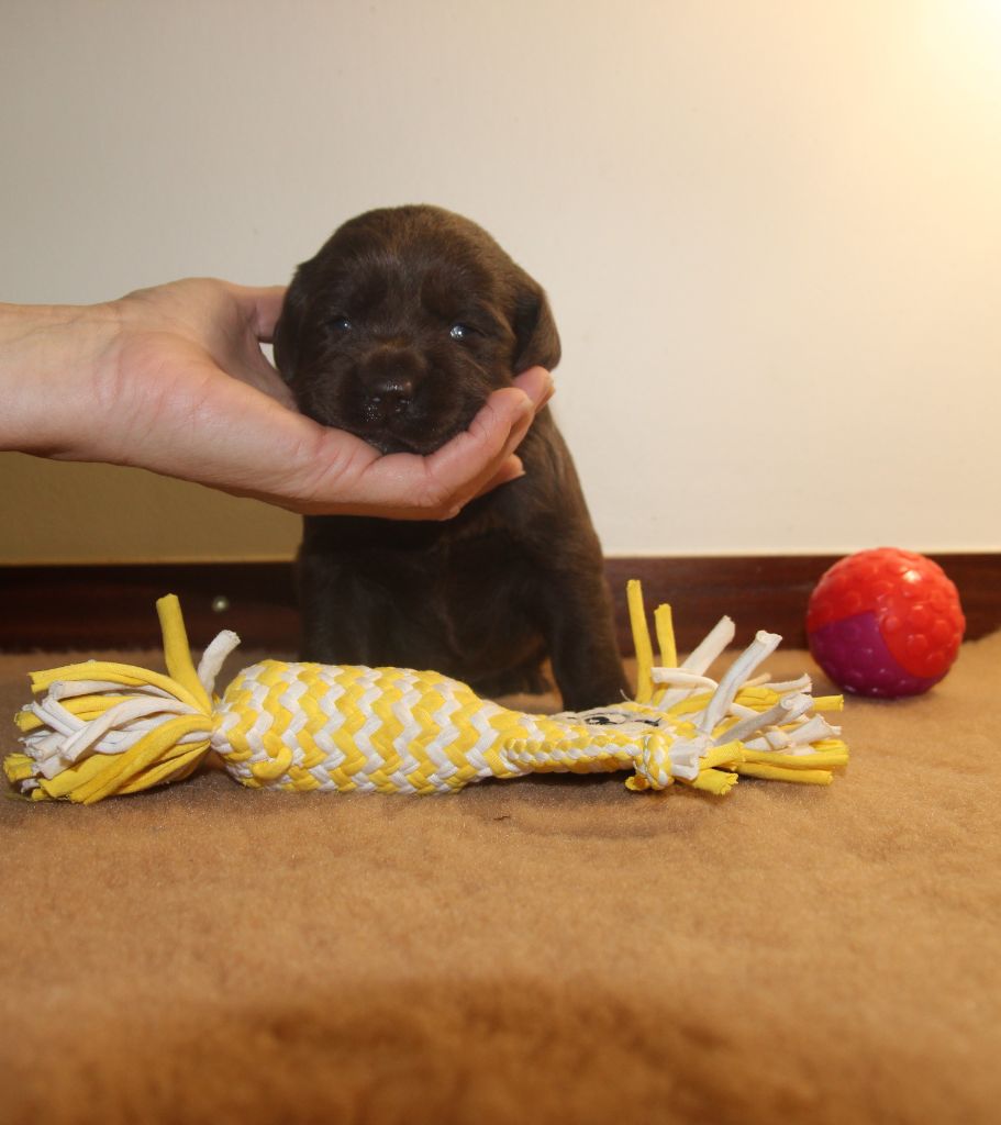 Du domaine de la villatelle - Chiots disponibles - Labrador Retriever