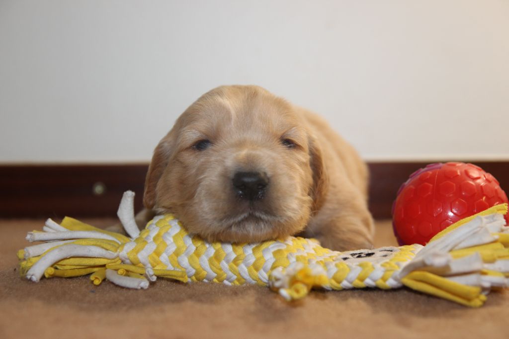 Du domaine de la villatelle - Chiots disponibles - Golden Retriever