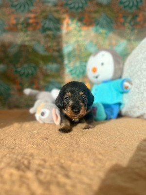 Femelle sans collier