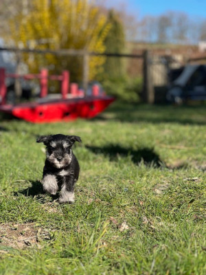 Collier blanc marron