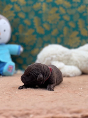 Collier rouge