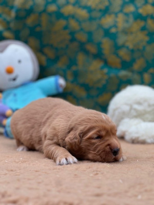 CHIOT 1