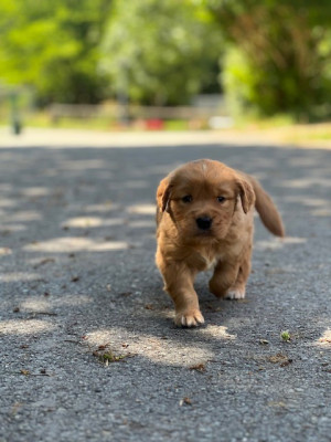 CHIOT 1