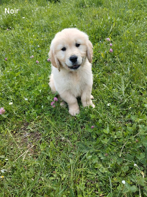 ARES