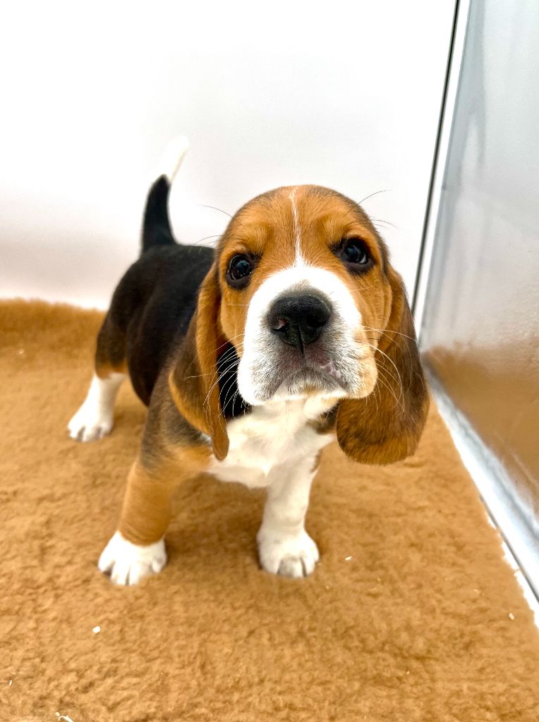 Du domaine de la villatelle - Chiots disponibles - Beagle