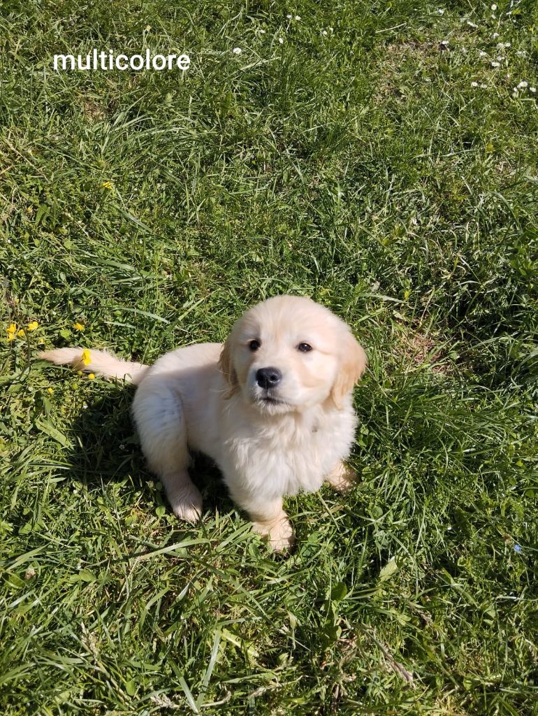 Du domaine de la villatelle - Chiots disponibles - Golden Retriever