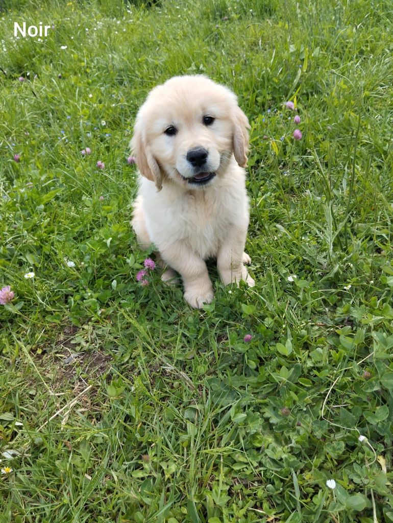 Du domaine de la villatelle - Chiots disponibles - Golden Retriever